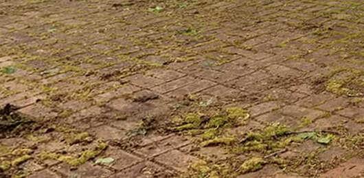 Before photo of a brick patio that is heavily covered in moss, dirt, and algae